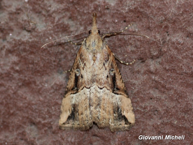 Hypena obsitalis ? No, Hypena rostralis - Erebidae